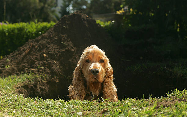 Dog digging hole top under fence