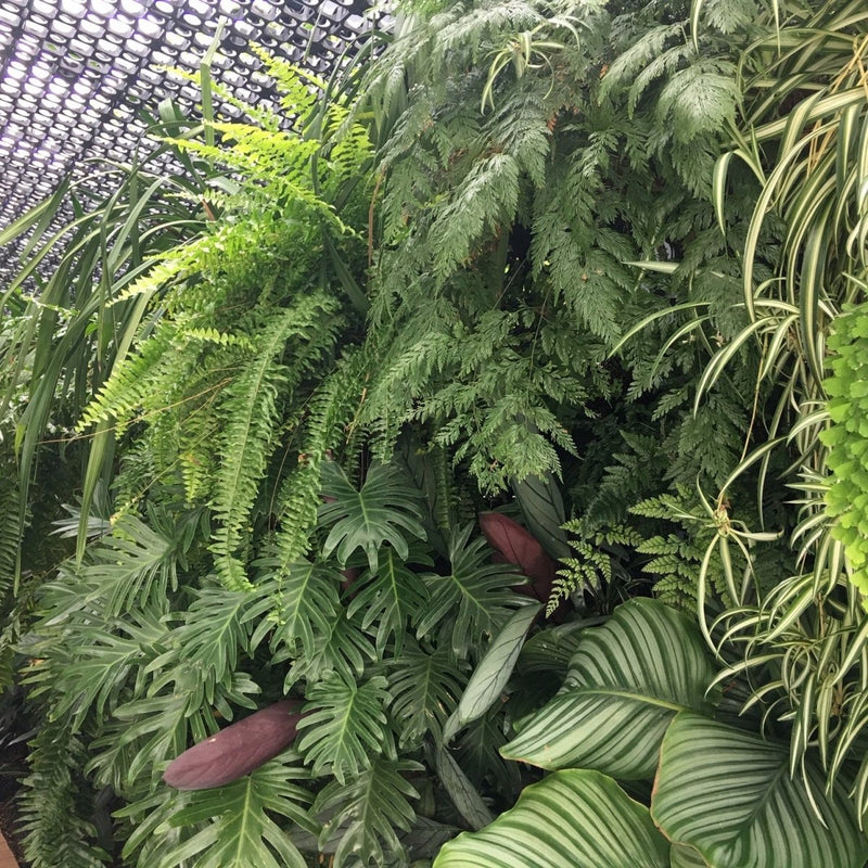 Load image into Gallery viewer, Green Wall Pots | Vertical Garden Pots - ATL-80052FP - Eco Sustainable House