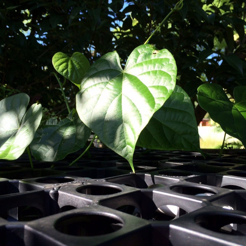 Load image into Gallery viewer, Plants for Gro Wall Facade & Vertical Gardens - Eco Sustainable House