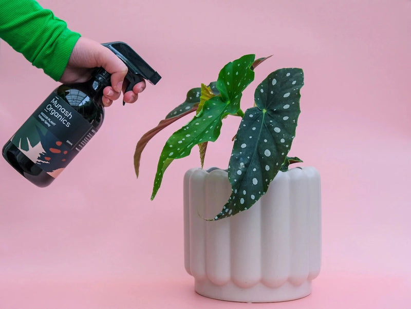 Load image into Gallery viewer, Munash foliage spray in use