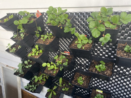 Fruit and herb green wall