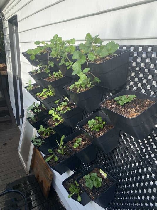 Herb wall using 30mm screen and pots