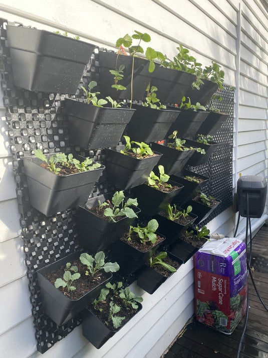 Herb garden on white wall