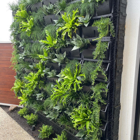 Installed Gro wall vertical garden on black brick wall