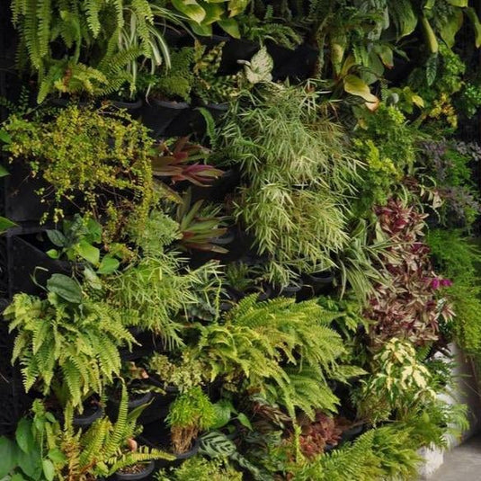 Vertical Gardens & Green Plant Walls